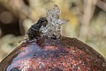 Annas Hummingbird bathing