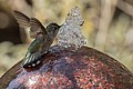 Annas Hummingbird bathing