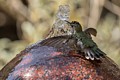 Annas Hummingbird bathing