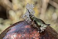 Annas Hummingbird bathing