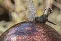 Annas Hummingbird bathing