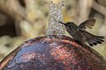 Annas Hummingbird bathing