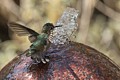 Annas Hummingbird bathing