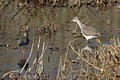 Greater Yellowlegs