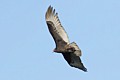 Turkey vulture