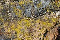 Lichen on rock