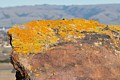 Lichen on rock