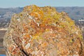 Lichen on rock