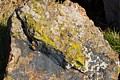 Lichen on rock