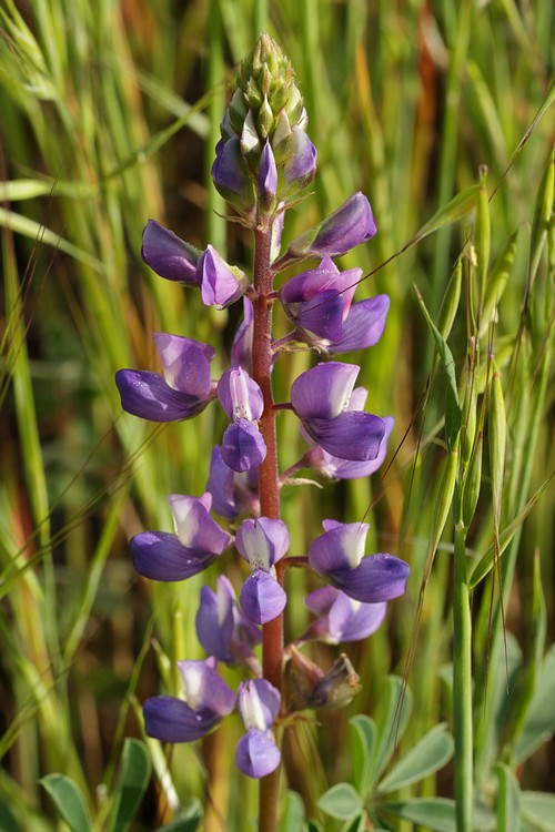 Lupine