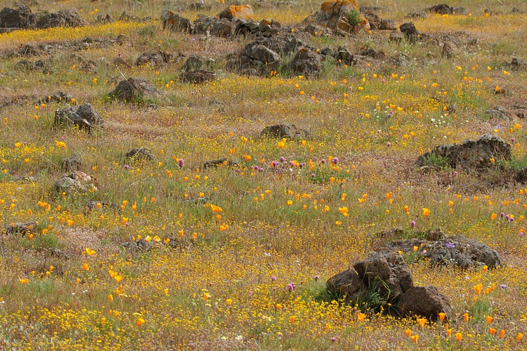 Poppies and Goldfields