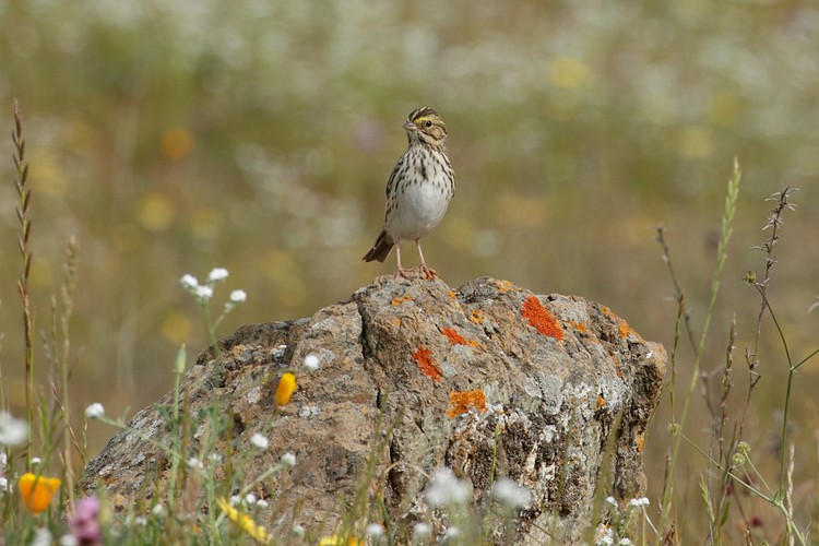 Savannah Sparrow