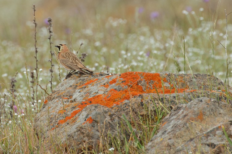 Horned Lark