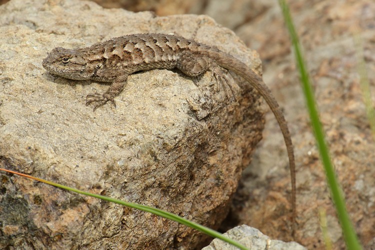 Coast Range Fence Lizard