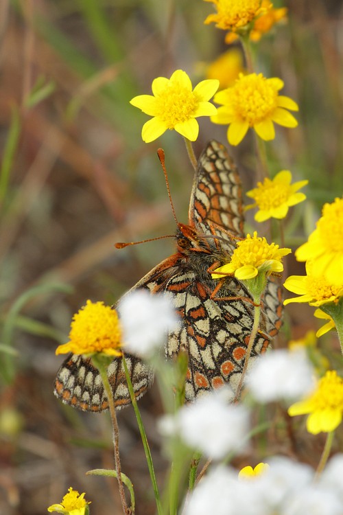 Bay Checkerspot Butterfly (Euphydryas editha bayensis)