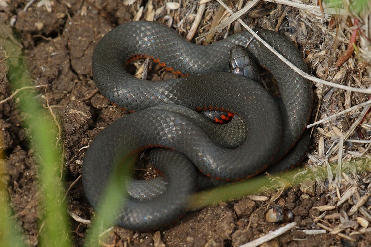 Pacific Ring-necked Snake