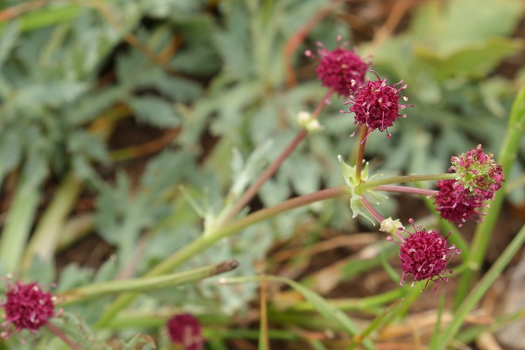 Purple Sanicle