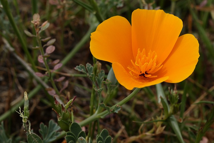 California Poppy