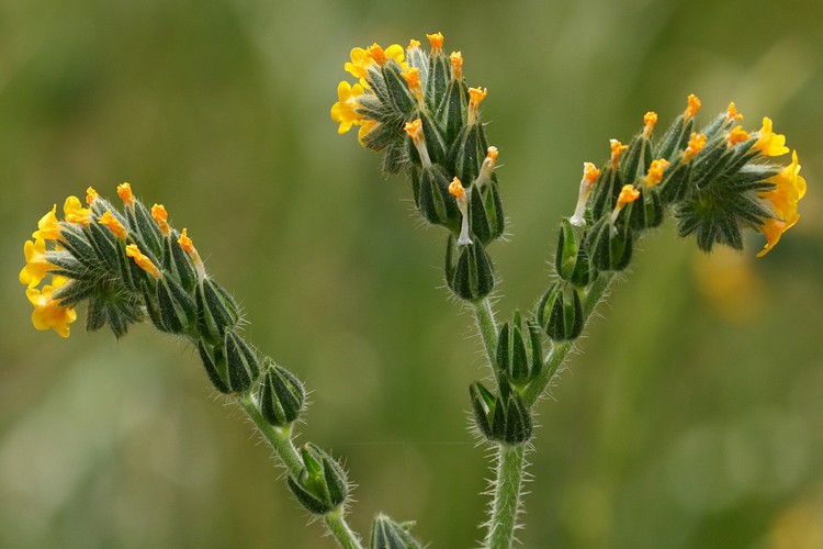 Fiddleneck