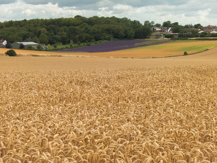 Lavender and wheat