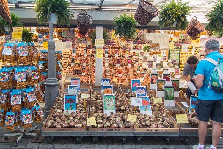 Tulip Market