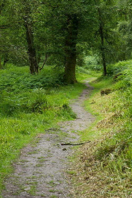 Summit Path on Inchcailloch