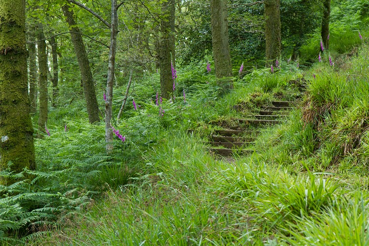 Path on Inchcailloch