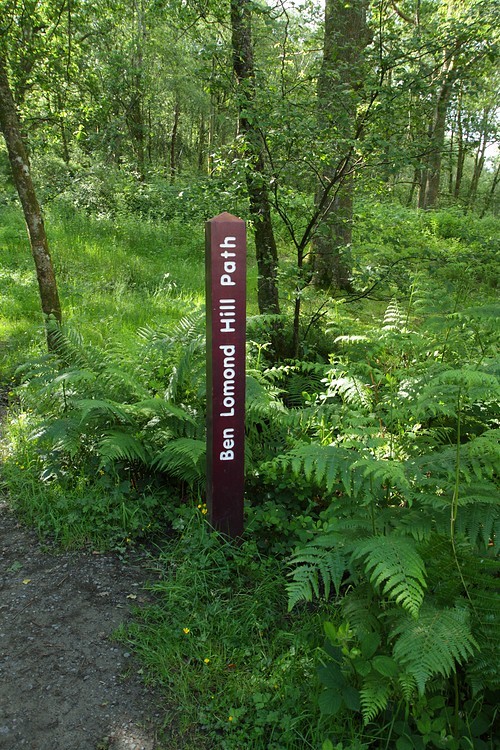 Ben Lomond Hill Path