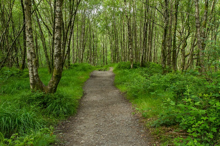 Ben Lomond Hill Path