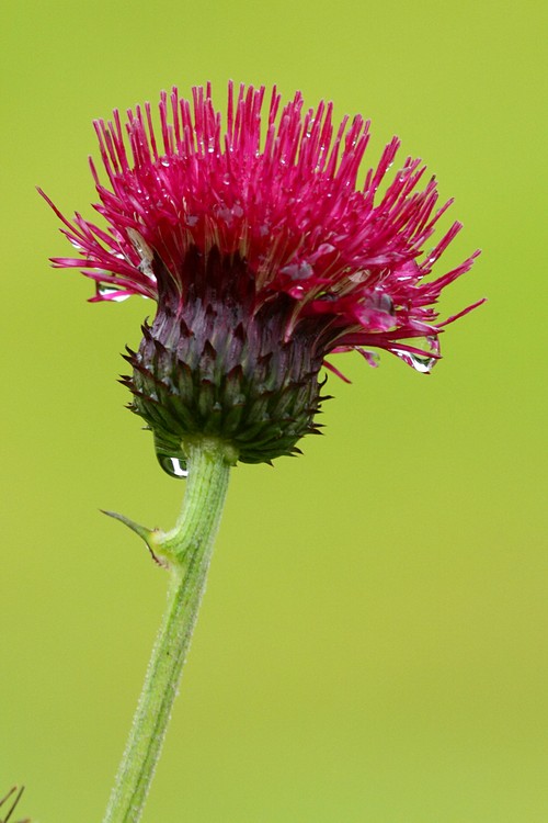 Scotch Thistle