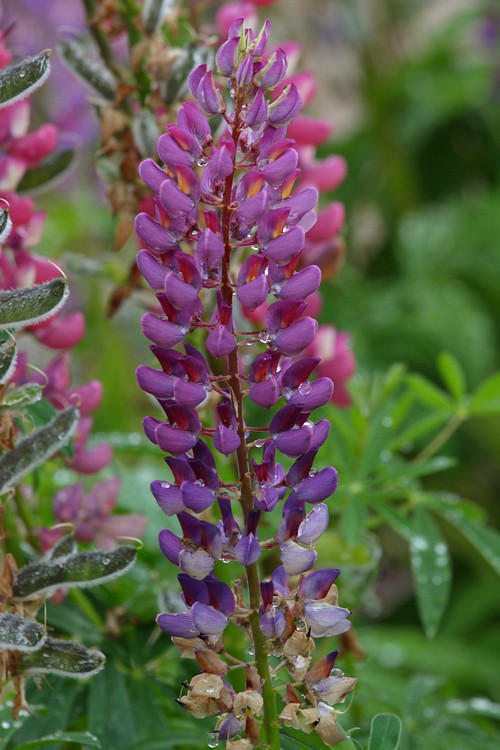 Lupine