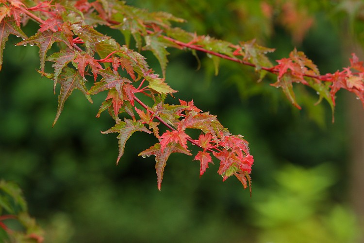 Japanese Maple