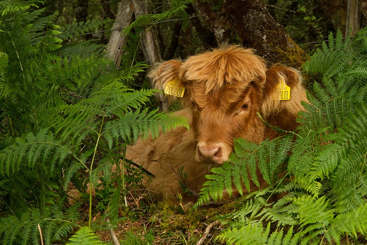 Highland Cattle