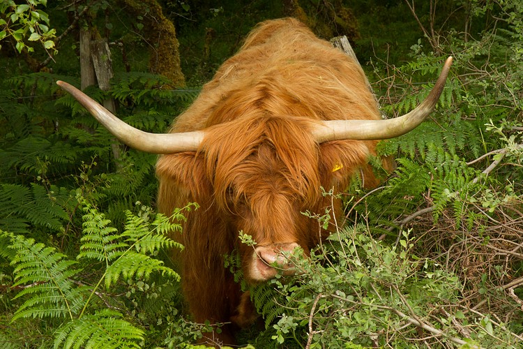 Highland Cattle