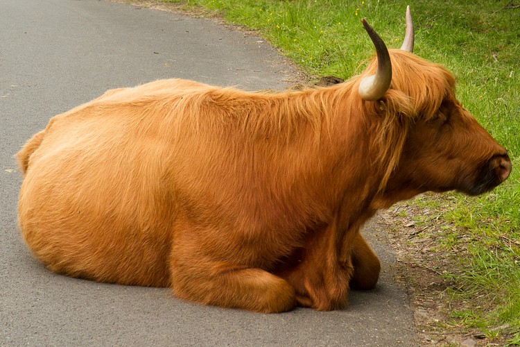 Highland Cattle