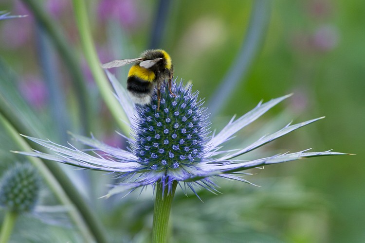 Cawdor Castle gardens