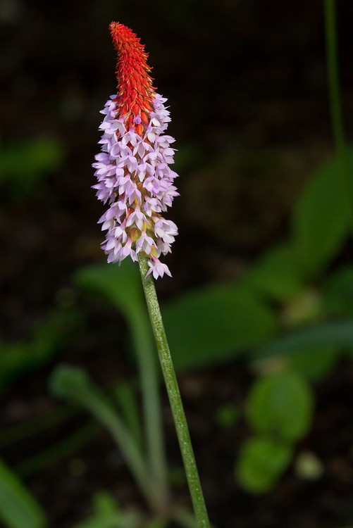 Cawdor Castle gardens