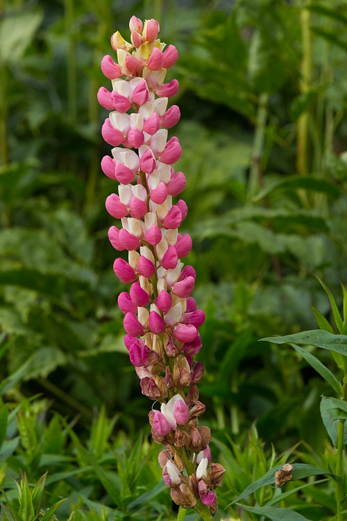Cawdor Castle gardens