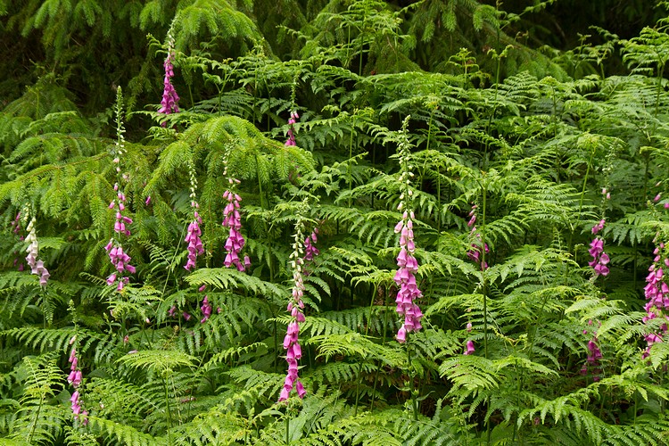 Foxglove
