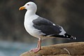 Western Gull