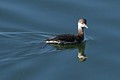 Horned Grebe (winter plumage)