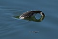 Horned Grebe (winter plumage)