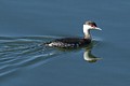 Horned Grebe (winter plumage)