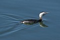 Horned Grebe (winter plumage)