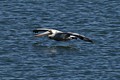Brown Pelican