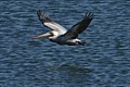 Brown Pelican