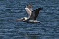 Brown Pelican
