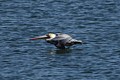 Brown Pelican