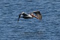 Brown Pelican