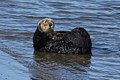 California Sea Otter - grooming